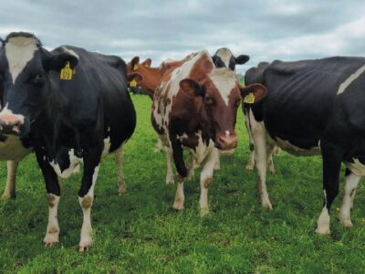 Northern Indiana Organic Forage Field Day Offers Hands-On Learning