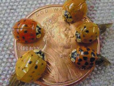 The Lady Beetles We Love to Hate