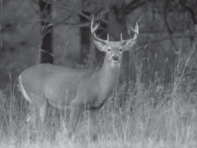 Hunters, follow best practices this firearm deer season