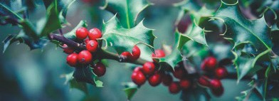 Expert warns Indiana pet owners of common Christmas plants that could be deadly to cats and dogs